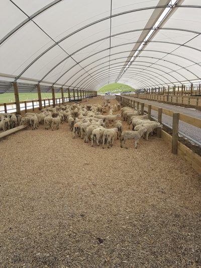 Sheep Sheds, Shelters & Housing | SmartShelters NZ