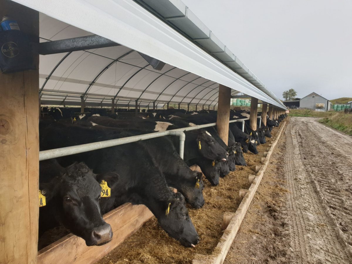 Managing the feed and nutrition of your dairy herd - Smart Shelters NZ
