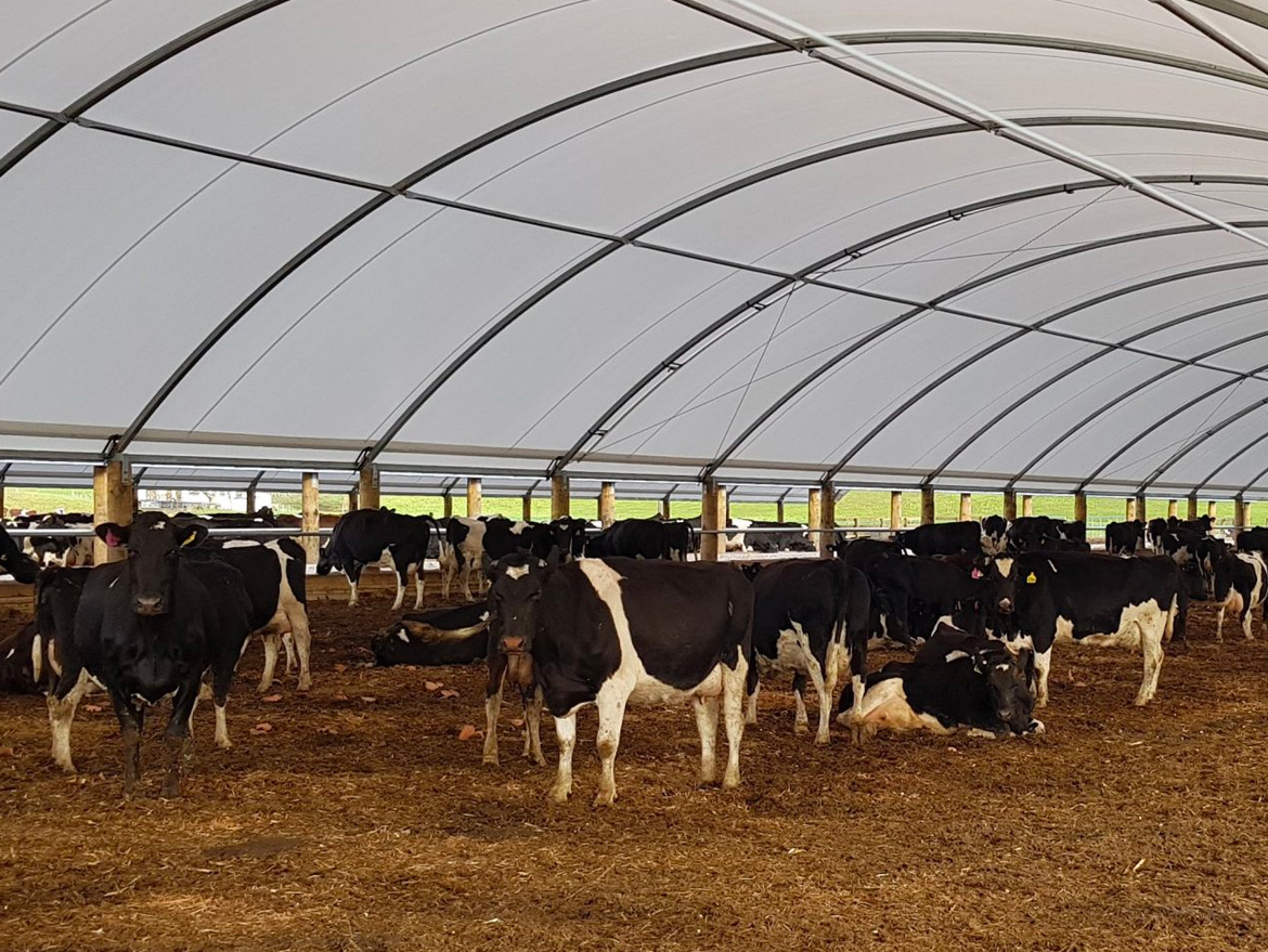 Types Of Dairy Cow Bedding Smart Shelters NZ