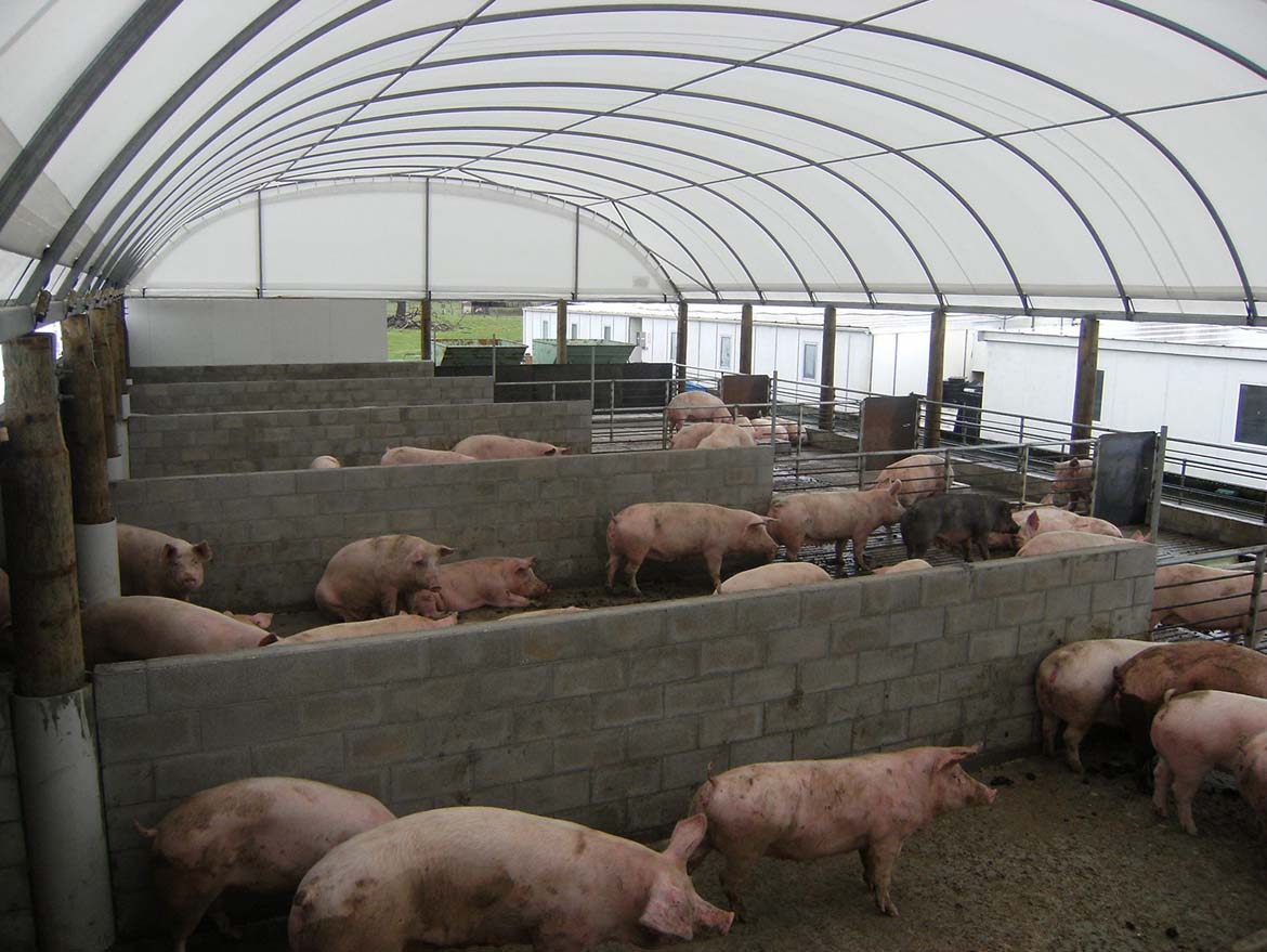 Pig Farming In New Zealand Smart Shelters NZ