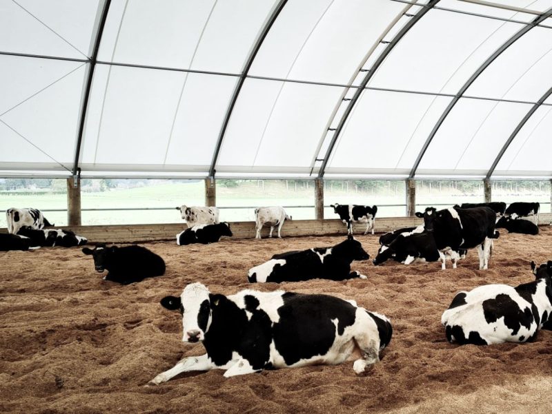 Preventing Heat Stress in Dairy Cattle - Smart Shelters NZ