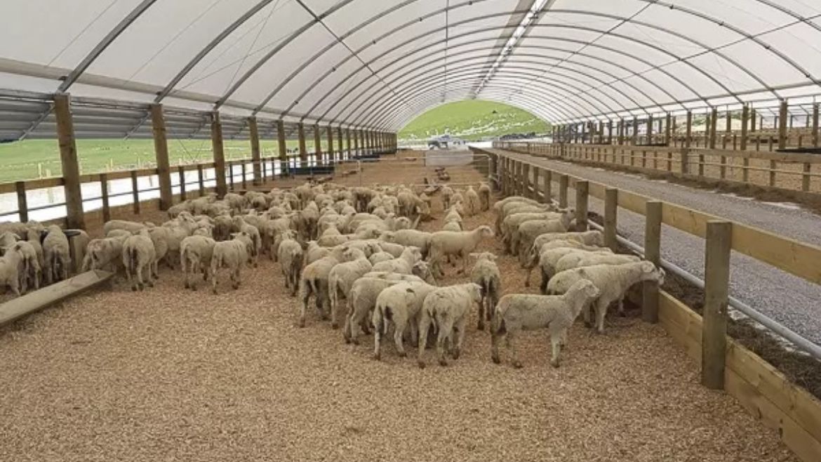 signs-of-heat-stress-in-animals-smart-shelters-nz