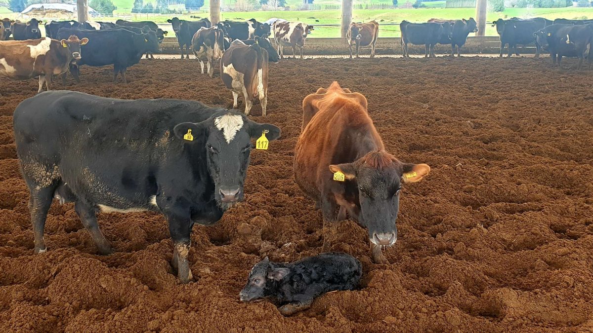 Protecting Livestock From The Elements - Smart Shelters NZ